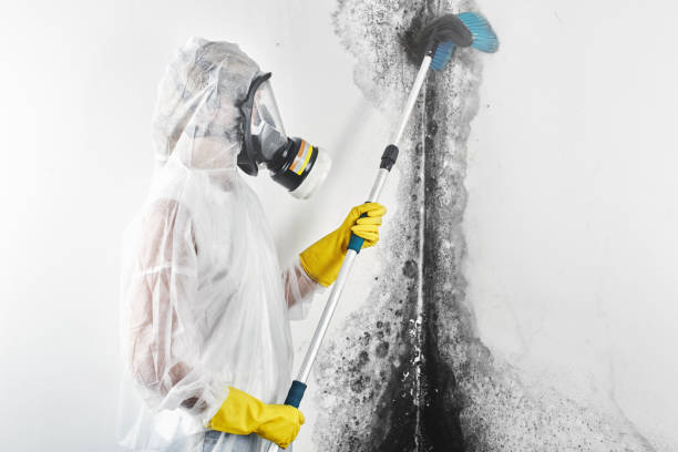 Best Emergency Mold Remediation  in Stratford, CA